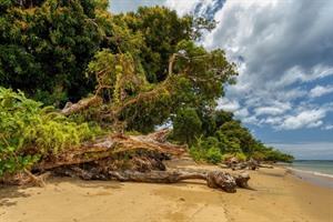 Essence of Maoala - rainforest extending down to deserted beaches