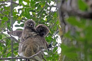 Moore's woolly lemur (Avahi), locally endemic to Masoala Peninsula