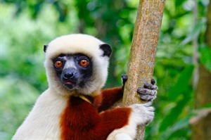 Endangered Coquerel's sifaka, the flagship lemur of Anjajavy