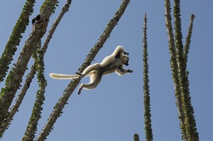 Verreaux's sifaka leaping in Octopus trees, Ifotaka