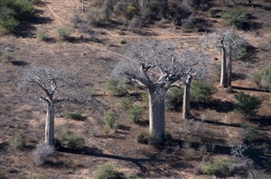 Adansonia za baobabs in Ifotaka area