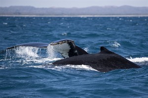 Humpback whales off Anjajavy (D. Pattyn)