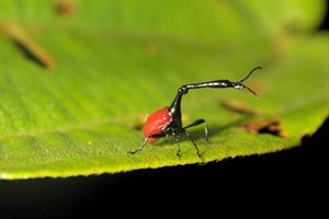 Giraffe weevil, one of the island's many small-scale marvels (Craig)