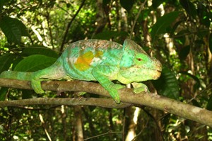 Gigantic Parson's chameleon, Mitsinjo Rainforest (Derek Schuurman)