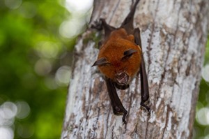 Bat, Lokobe National Park