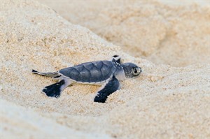 Turtle hatchling, Nosy Be archipelago.
