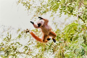 Female Black lemur in action (Eden Lodge)