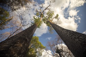 Northern baobabs Adansonia madagascariensis, Ankarana Est