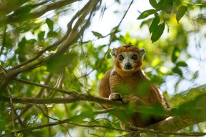 Male Crowned lemur, Ankarana