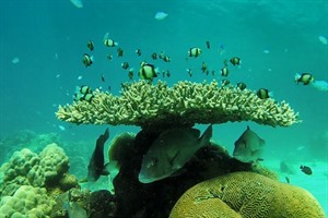 Underwater world off Nosy Tanikely