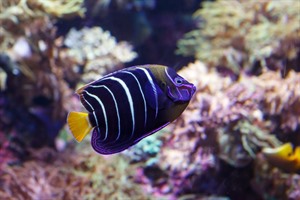 You can look for marine gems like Goldtail angelfish off Nosy Tanikely