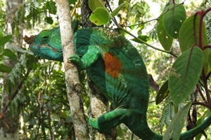 Parson's chameleons can reach 2ft. Andasibe is where to see them