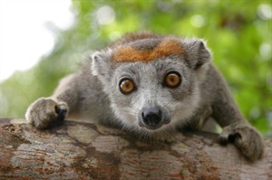 Female Crowned lemur - this species is common in Ankarana