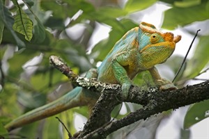 Parson's chameleon, Andasibe: it can reach 2ft in length