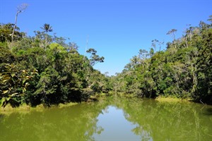 Humid rainforest in Andasibe-Mantadia National Park