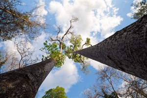 Many Northern Baobabs (Andansonia madagascariensis) thrive in Ankarana