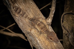 Henkel's leaf-tailed gecko at Ankarana