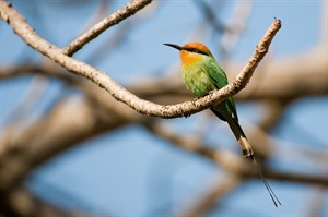 Bohm's bee-eater at Pumulani