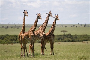 Girrafes, Masai Mara
