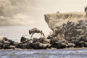 Blue wildebeests crossing the Mara River during the Migration