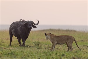 Drama on the Mara: Lioness confronting Cape buffalo