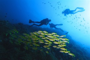 Scuba divers off Zanzibar
