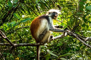 Zanzibar red colobus (Endangered) can easily be seen at Jozani Forest