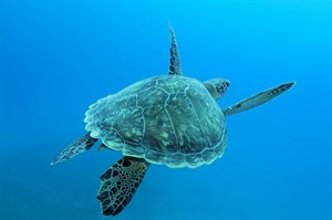Green turtle near Zanzibar