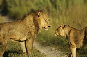Northern Botswana Highlights Safari 4