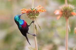 Red-chested sunbird in Entebbe