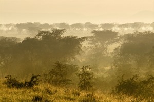 Quintessential African bush, Queen Elizabeth National Park