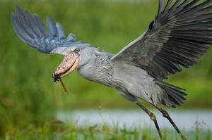 The monotypic Shoebill can be sought in Murchison Falls and Ishasha