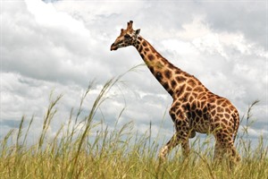 Rothschild's giraffe, Murchison Falls NP