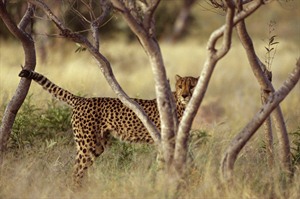 Okonjima Africat big cat sanctuary
