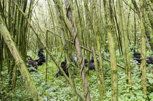 Some of PNV's habituated gorillas are in more open, Bamboo habitat