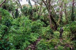 Ranger in Afromontane forest, Volcanoes National Park