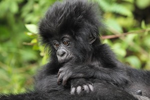 Mountain gorilla youngster, PNV