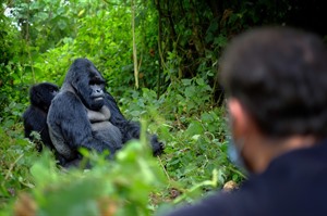 Superlatives fail when trying to describe Gorilla tracking