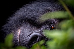 Portrait of a silverback Mountain gorilla
