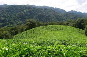 Tea plantations border dense rainforest at Nyungwe NP