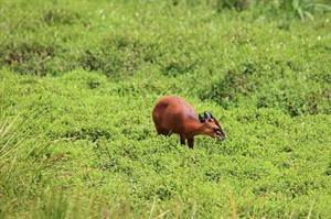 Black-fronted duiker, Nyungwe Forest NP