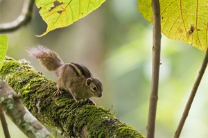 Boehm's bush squirrel, one of various squirrels present in Nyungwe