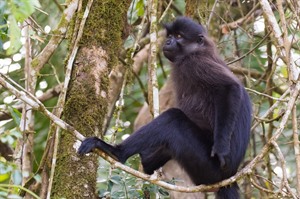 Grey-cheeked mangabey is found in Nyungwe forest