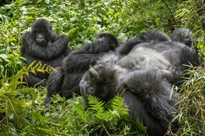 Mountain gorilla family chilling out in Parc National des Volcans