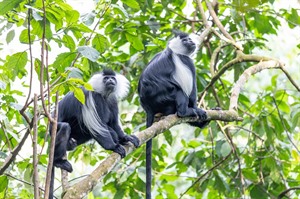 Rwenzori colobus is easy to see at Nyungwe NP
