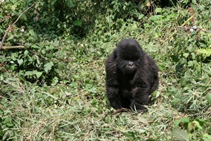 Baby Mountain gorilla, PNV - we called this one 'Elvis' (Derek S)