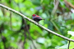 Most birders hope to tick off Dusky crimsonwing at Nyungwe Forest