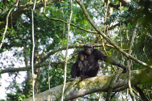 Chimpanzees as one usually sees them in Nyungwe - high up in the trees