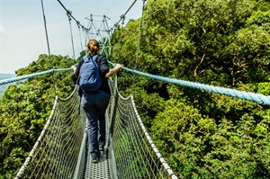 Canopy walkway in Nyungwe - wonderful but you need a head for heights!