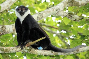 L'Hoest's monkey in Nyungwe Forest National Park